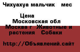 Чихуахуа мальчик 2 мес › Цена ­ 15 000 - Московская обл., Москва г. Животные и растения » Собаки   